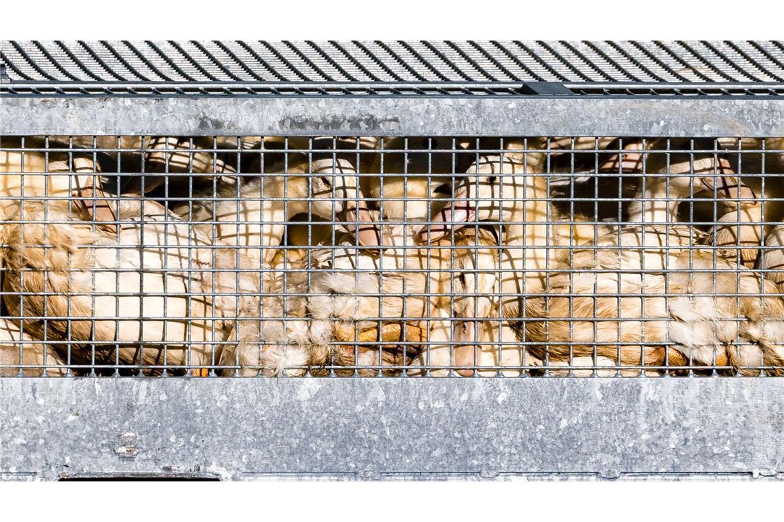 Vogelgrippe breitet sich aus – Stallpflicht greift Vogelgrippe breitet sich aus – Stallpflicht greift