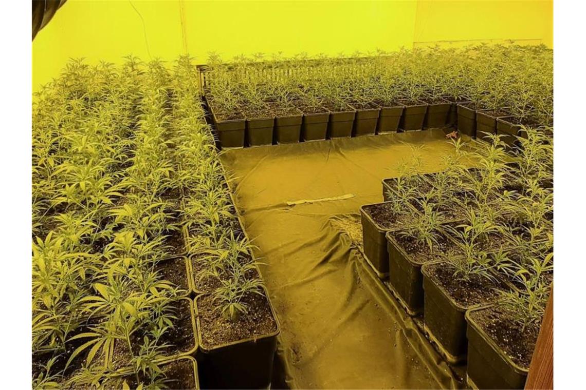 Unzählige Marihuanapflanzen stehen in einer Drogenplantage in Esslingen. Foto: LKA/Landeskriminalamt Baden-Württemberg/dpa