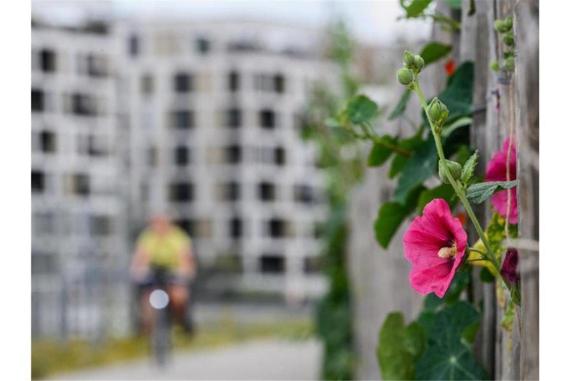 Urban Gardening erfreut sich zunehmender Beliebtheit. Foto: Andreas Arnold/dpa