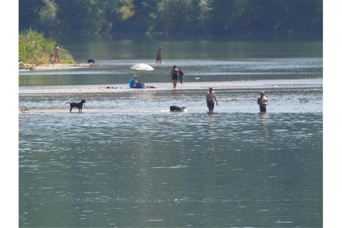 Urlauber baden mit ihren Hunden in einer Bucht am Mittelrhein. Foto: Thomas Frey/dpa