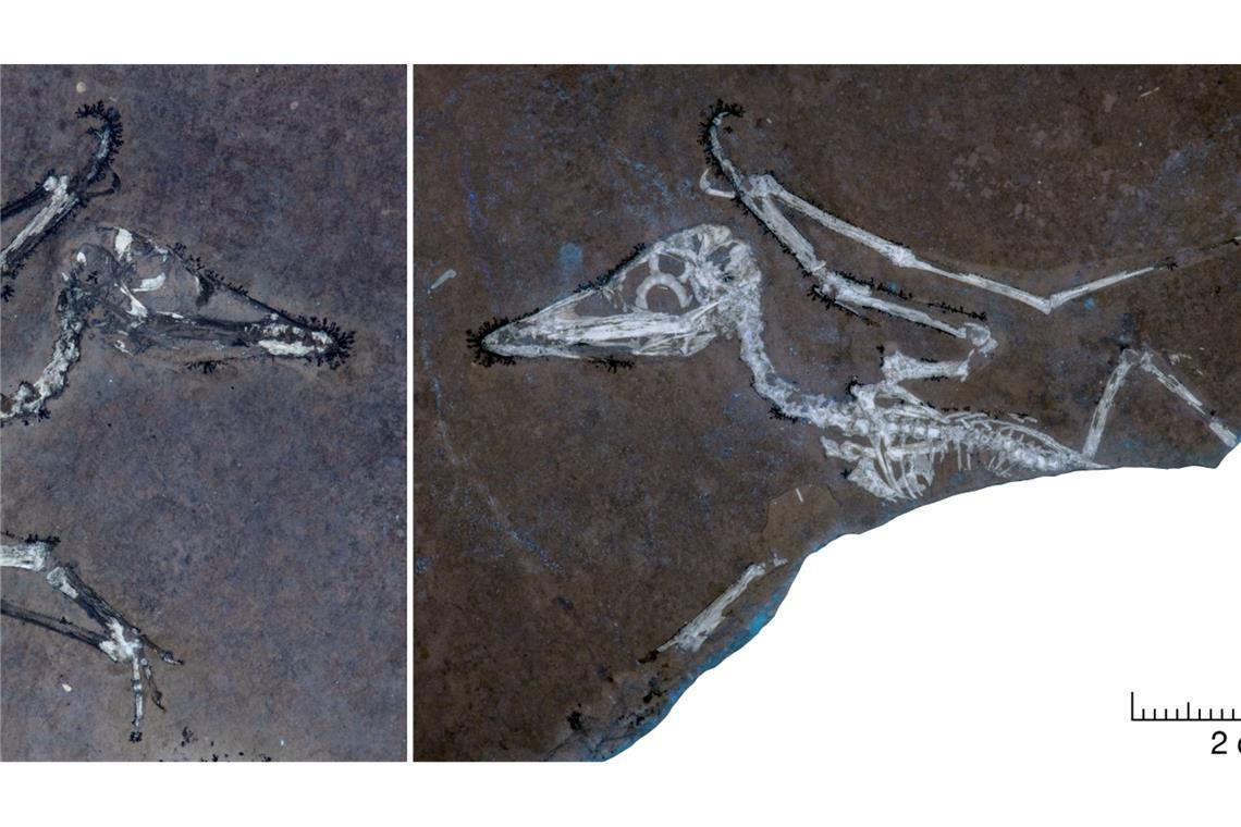 UV-Licht auf den Knochen macht deutlich, dass Pterodactylus-Schlüpfling Lucky einen gebrochenen Flügel hat.