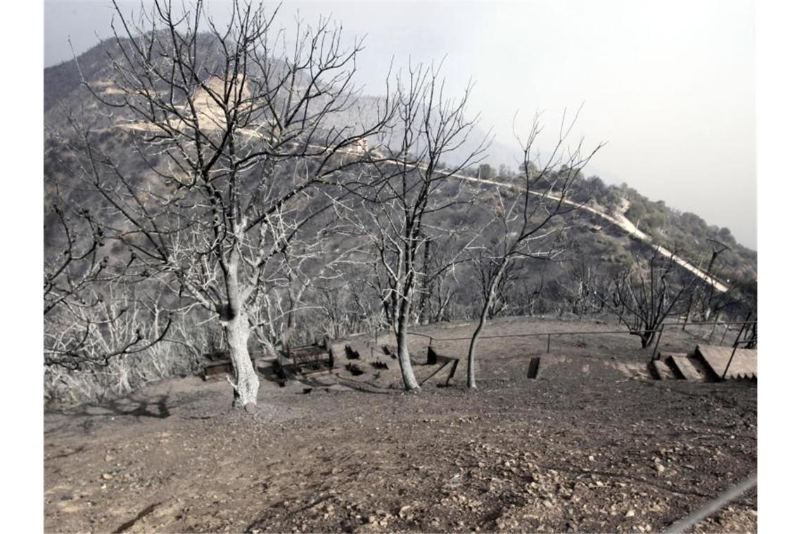 Verbrannte Bäume - etwa 100 km östlich von Algier. Foto: Fateh Guidoum/AP/dpa