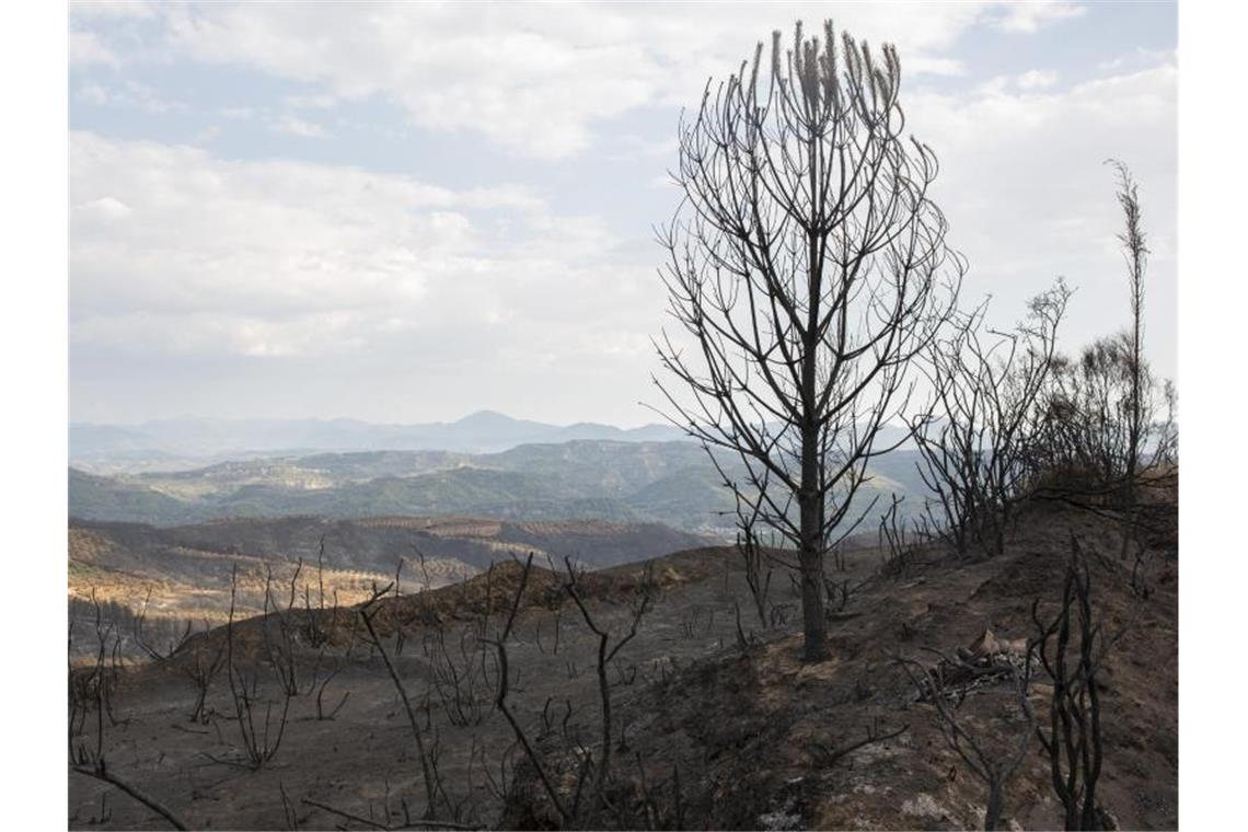 Verbrannte Landschaft in der Nähe von Lalas, unweit von Olympia. Foto: Socrates Baltagiannis/dpa