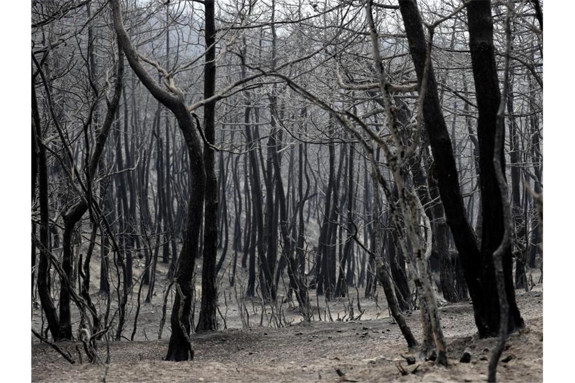 Verbrannte und verkohlte Bäume: Im September und Oktober 2020 soll es zu fast 190 Bränden gekommen sein. Foto: Hussein Malla/AP/dpa/Symbolbild