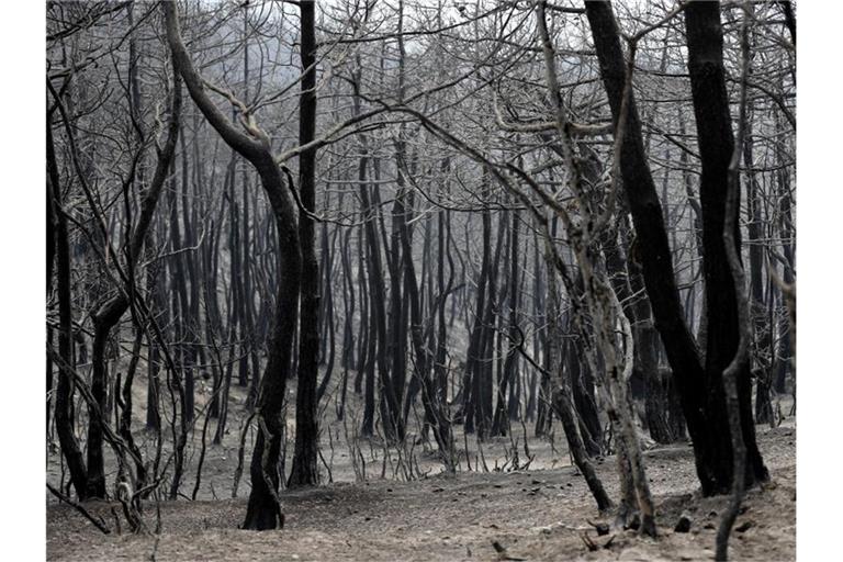 Verbrannte und verkohlte Bäume: Im September und Oktober 2020 soll es zu fast 190 Bränden gekommen sein. Foto: Hussein Malla/AP/dpa/Symbolbild