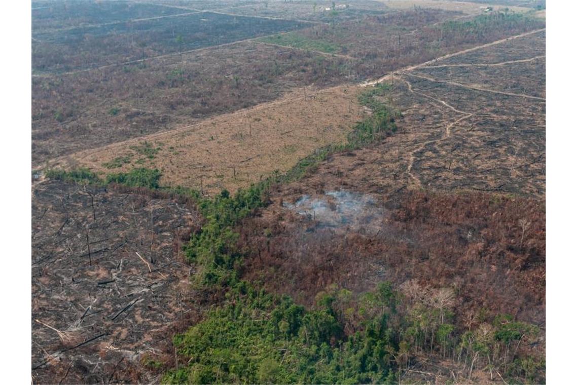 Verbrannte Waldfläche auf einem vom brasilianischen Institut IBAMA zur Verfügung gestellten Archiv-Bild. Foto: Vinícius Mendonça/Ibama/dpa