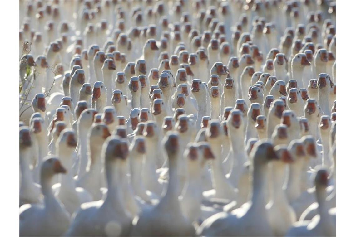 Verbraucher dürfen in diesem Jahr mit leicht sinkenden Preisen für tiefgekühlte Gänse rechnen, aber für frische Freilandware aus Deutschland etwas tiefer in die Taschen greifen. Foto: Matthias Bein/dpa-Zentralbild/dpa