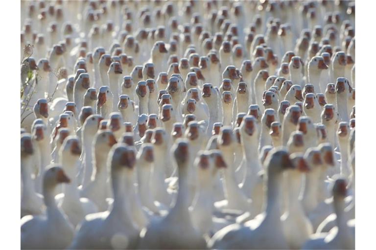 Verbraucher dürfen in diesem Jahr mit leicht sinkenden Preisen für tiefgekühlte Gänse rechnen, aber für frische Freilandware aus Deutschland etwas tiefer in die Taschen greifen. Foto: Matthias Bein/dpa-Zentralbild/dpa