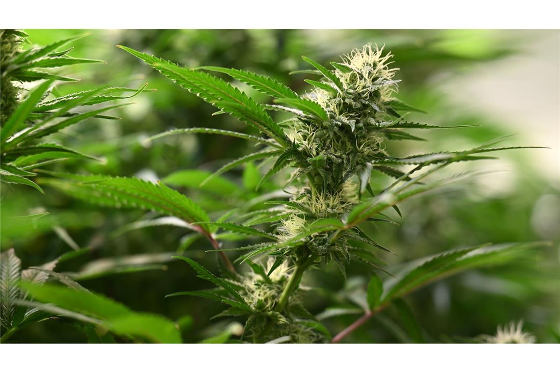 Vereine können seit dem 1. Juli 2024 Anträge für Cannabis-Anbauvereinigungen stellen. (Symbolbild)