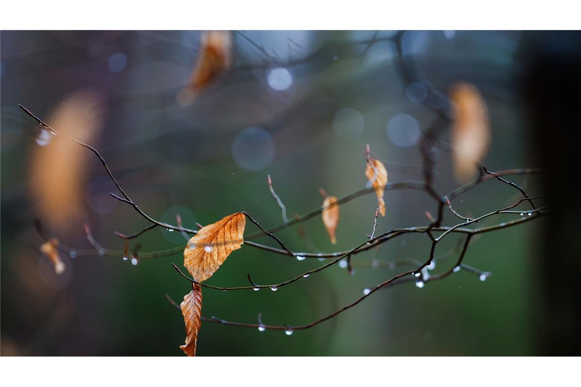 Vereinzelte Blätter hängen an einem Baum, auf dem sich Regentropfen sammeln.