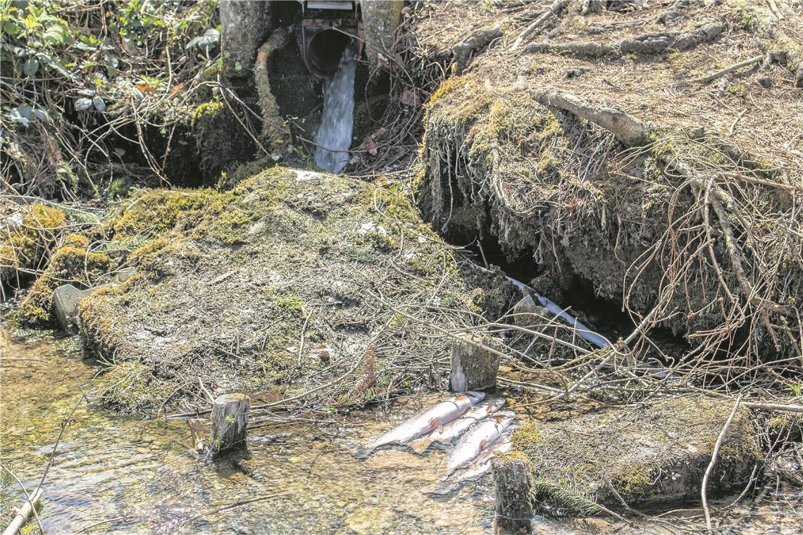 Rätselhaftes Fischsterben Verendete Fische in einem Teich. Die Ursache ist noch unbekannt. Foto: SDMG/Depner