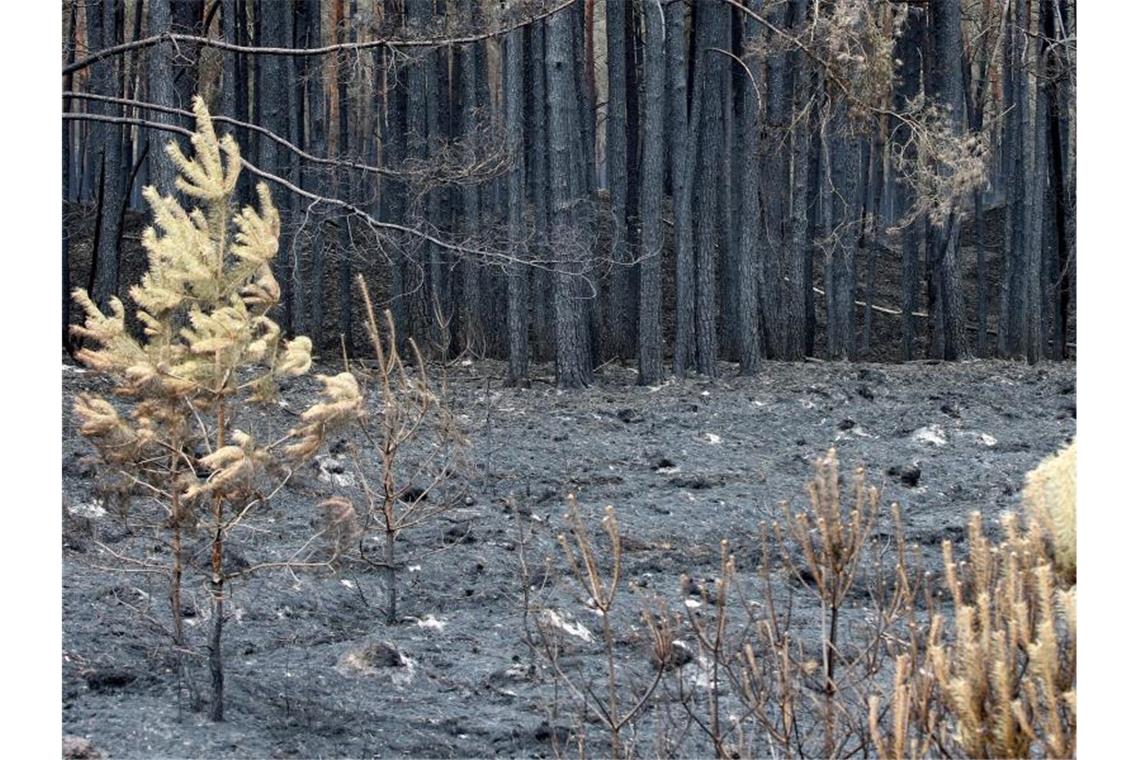 Waldbrand bei Lübtheen hält Löschkräfte weiter in Atem Verkohlte Bäume in der Nähe von Trebs. Wegen des Feuers mussten Hunderte Menschen ihre Wohnungen verlassen. Foto: Bodo Marks/dpa/POOL