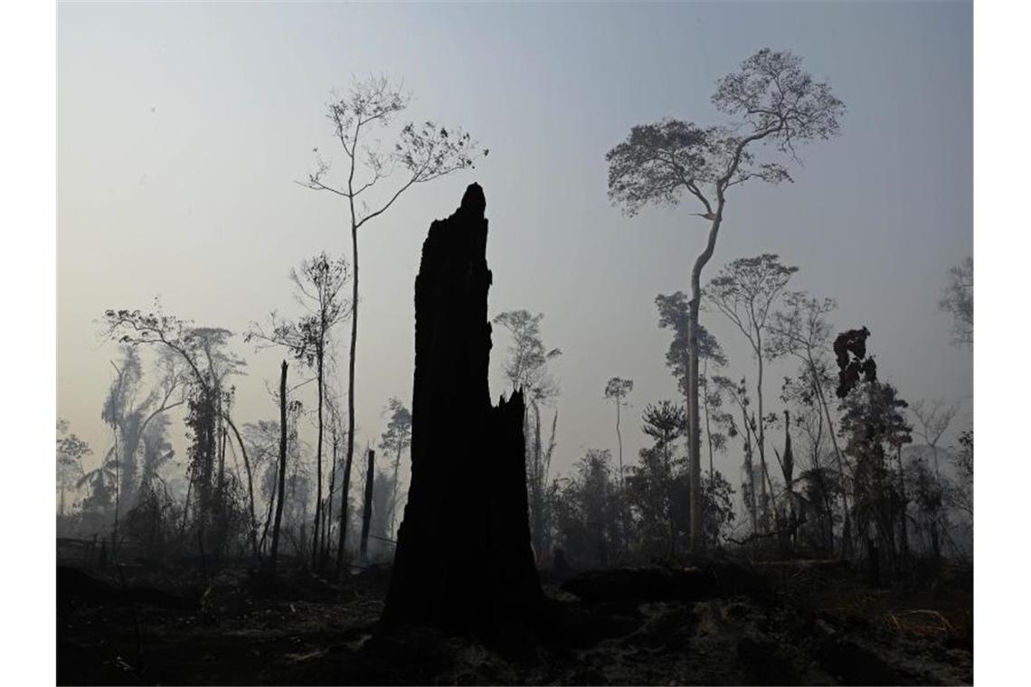 Amazonas-Brände: Bolsonaro empört über Hilfsangebot der G7