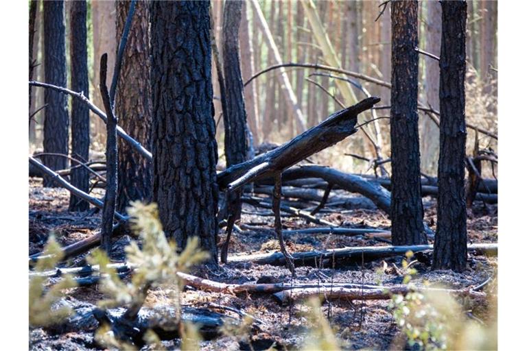 Verkohlte Baumstämme zeugen von dem Waldbrand auf dem Truppenübungsplatz bei Lübtheen im Juni. Foto: Jens Büttner
