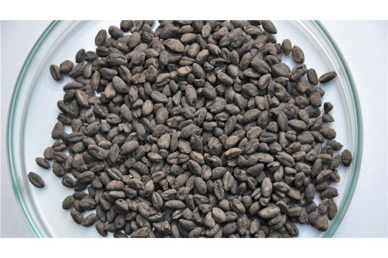 Verkohlte Emmerkörner aus einem Vorratsfund einer linearbandkeramischen Siedlung bei Werlin Nordrhein-Westfalen.