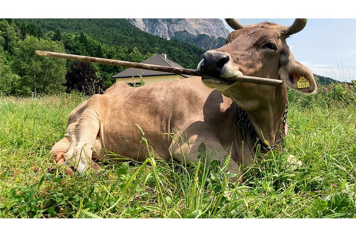 Veronika schnappt sich lange Objekte, um sich zu kratzen.