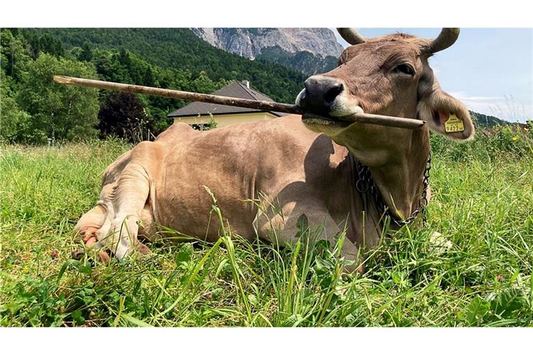 Veronika schnappt sich lange Objekte, um sich zu kratzen.