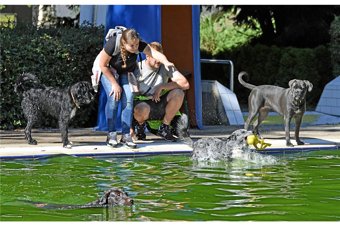 Die Fellnasen übernehmen das Backnanger Freibad Verschiedenste Hunde paddeln im Wasser. Manche sind etwas zögerlich...Fotos: T. Sellmaier