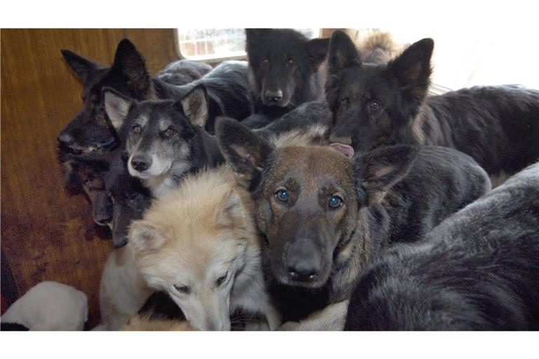 Verwahrloste Hunde: Tierschützer haben im vergangenen Jahr von deutlich mehr Fällen von sogenanntem Animal Hoarding erfahren als zuvor (Archivfoto).