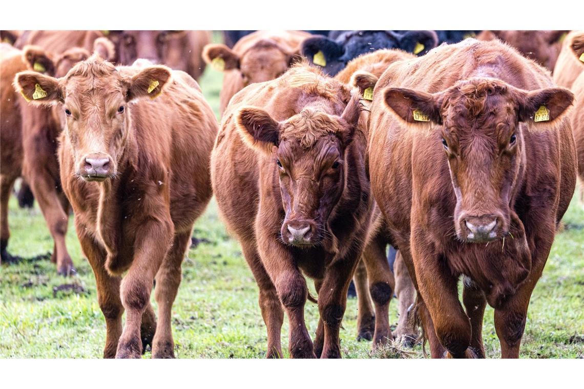 Viehdiebe schocken Landwirte in Südbrandenburg. (Symbolbild)