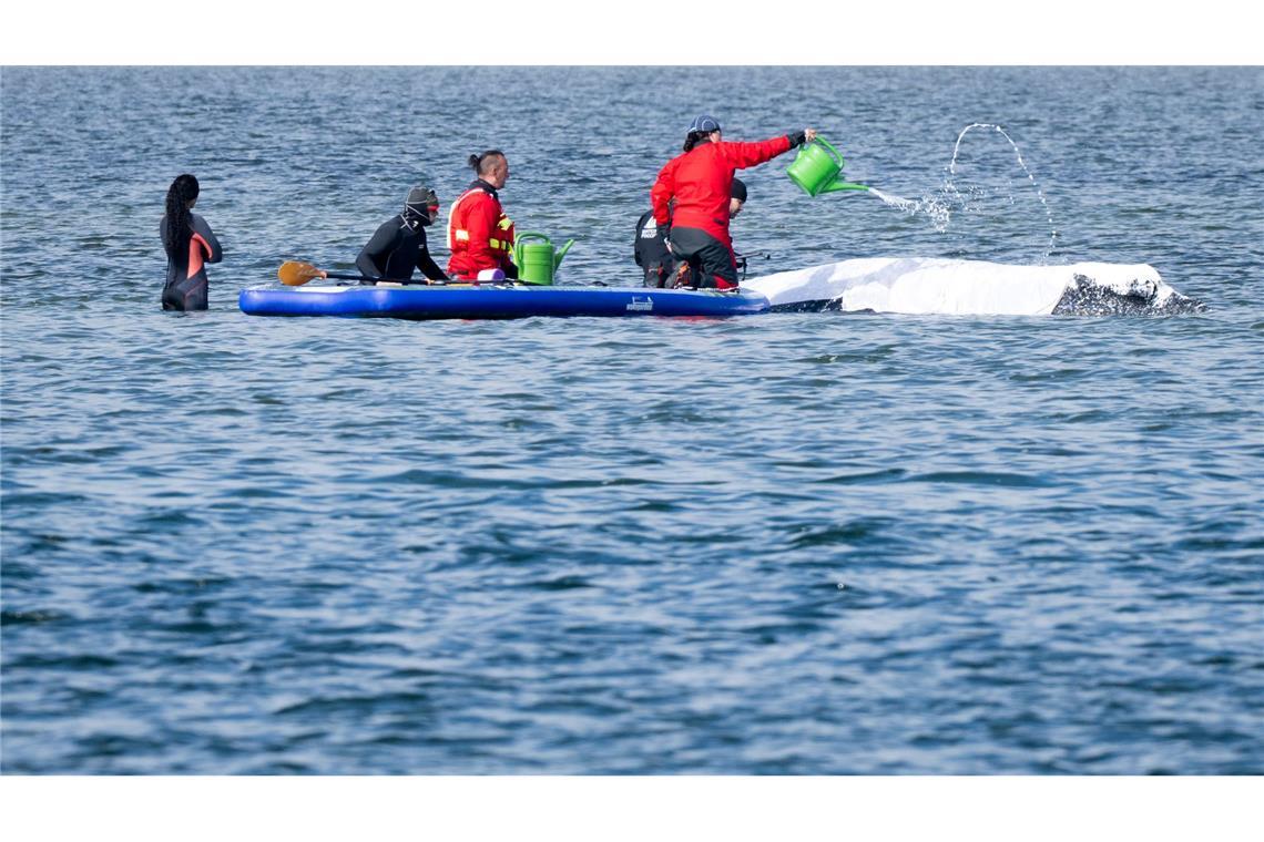 Viel Aufsehen um den Wal gibt es nur hierzulande.