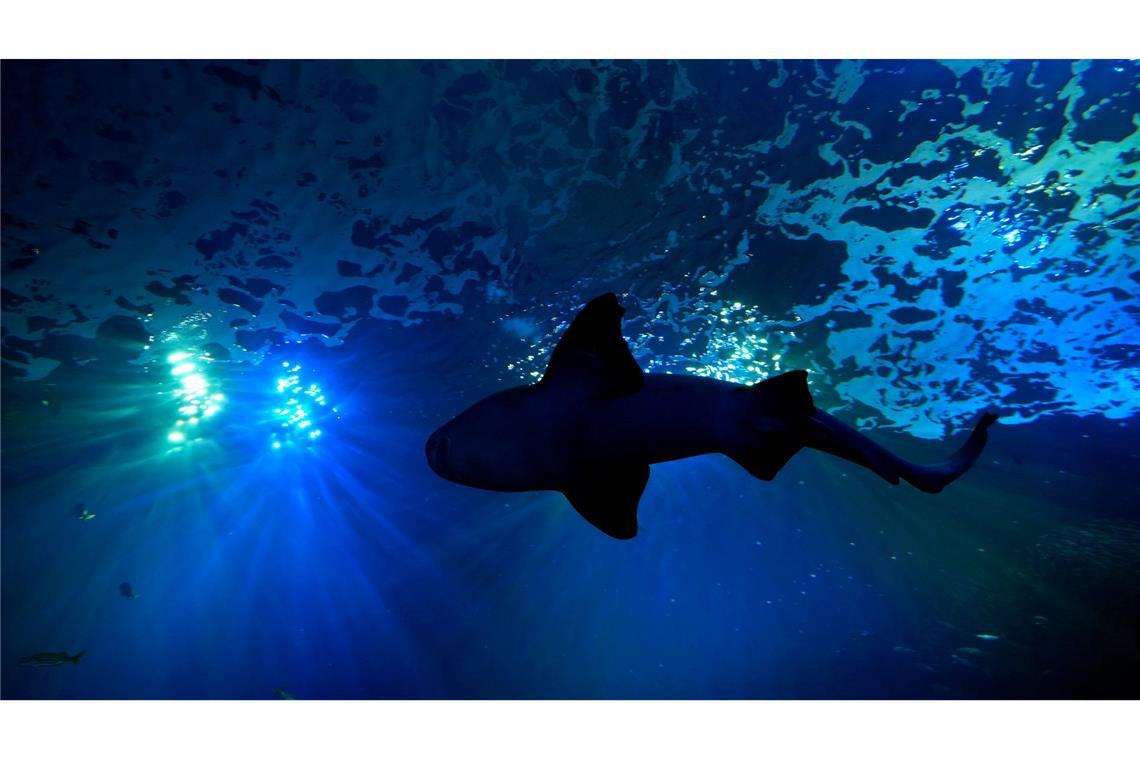 Viel Platz für große Fische: Ein Hai schwimmt in einem 400.000-Liter-Becken im Mote Science Education Aquarium im kalifornischen Sarasota.