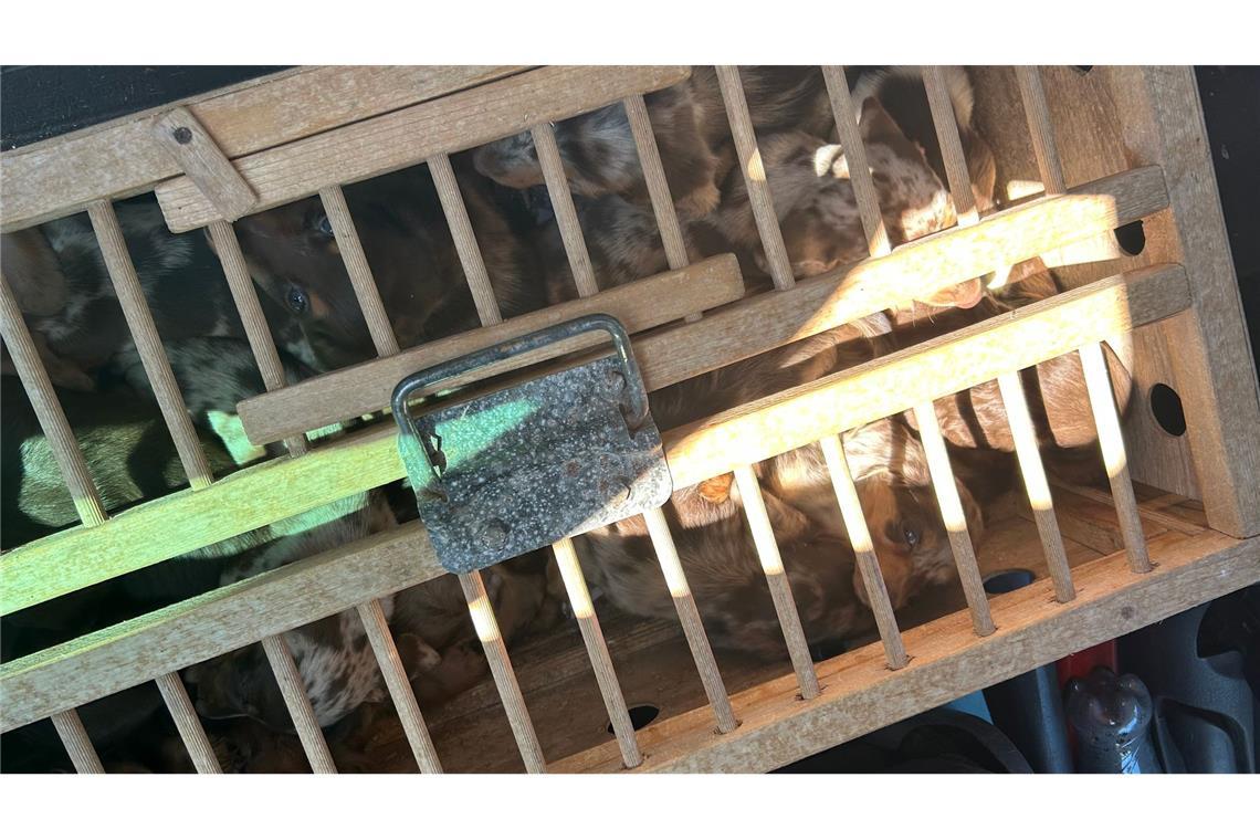 Viele der Tiere waren in einer Taubenbox eingesperrt.