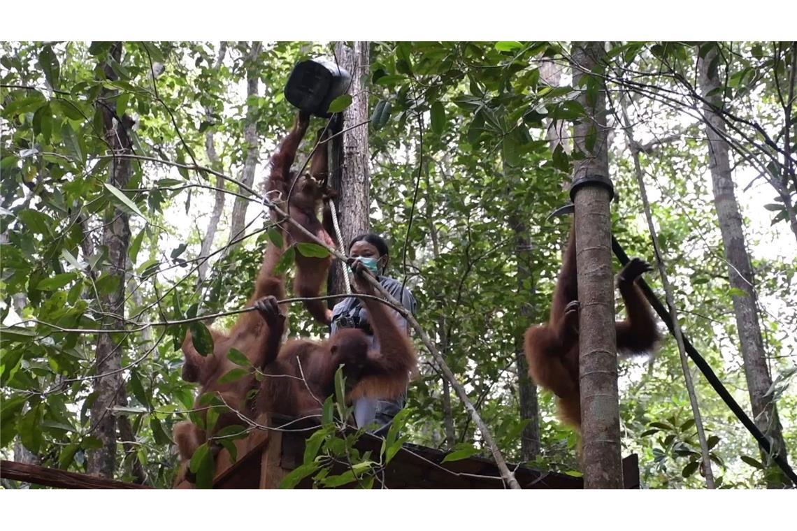 Orang-Utans im Bus: Waldschule auf Borneo zieht um