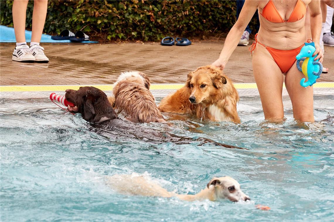 Wie man Hund, Katze & Co. bei Hitze richtig schützt Viele Hunde freuen sich bei Hitze über ein Bad - manchmal ist das sogar in Schwimmbädern erlaubt.
