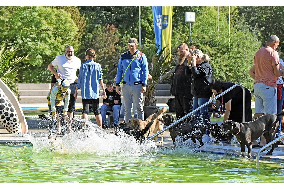 Viele Hunde können es gar nicht erwarten und hüpfen sofort ins Wasser, sobald si...