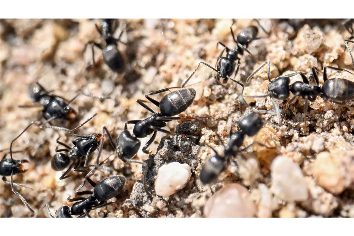 Viele Orte in Baden-Württemberg werden derzeit von einer Ameisenplage heim gesucht.