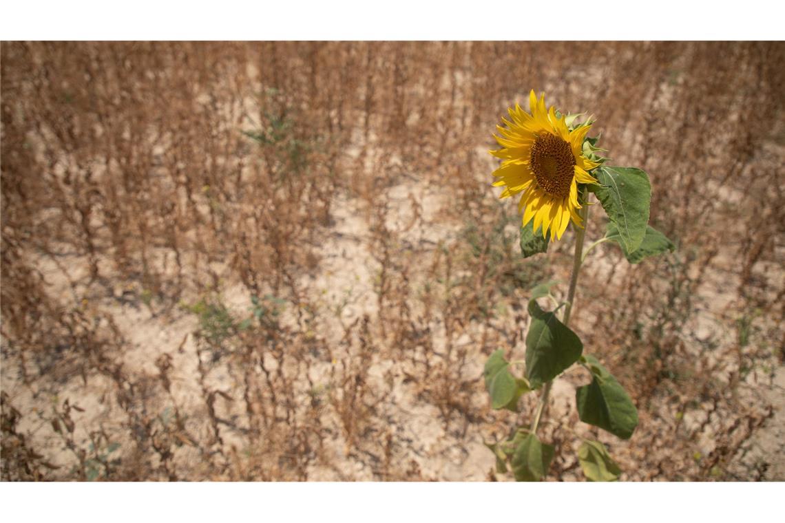 Viele Pflanzen haben ab 30 Grad Hitzestress (Archivbild)