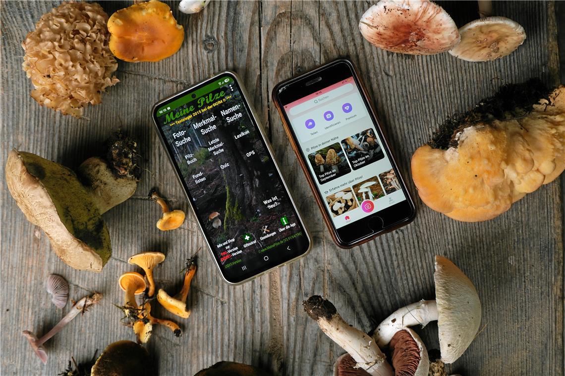 Viele Pilze, zwei Smartphones und drei Apps: Wie viele Arten erkennen die digitalen Helfer richtig? Fotos: Melanie Maier
