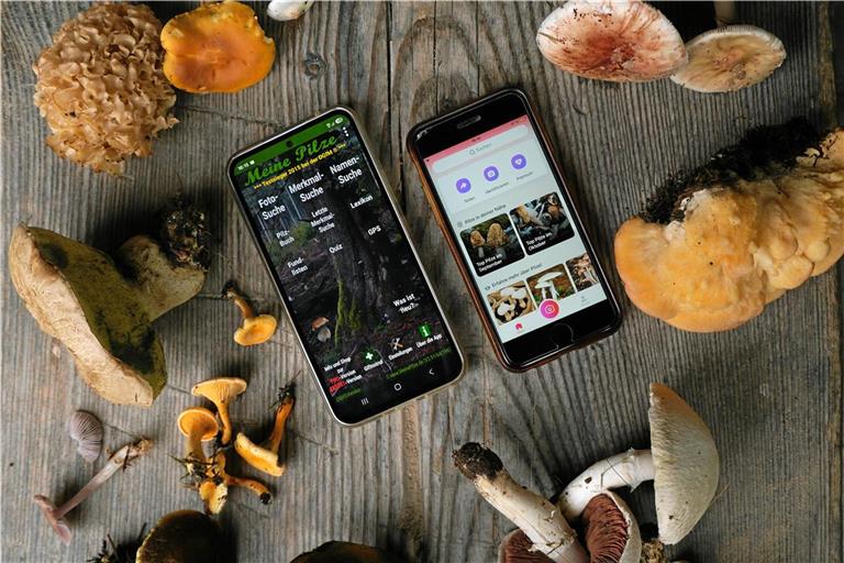 Viele Pilze, zwei Smartphones und drei Apps: Wie viele Arten erkennen die digitalen Helfer richtig? Fotos: Melanie Maier
