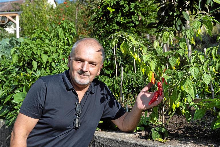Viele seiner verarbeiteten Chilis baut Gerd Ihle im eigenen Garten im Murrhardter Teilort Siegelsberg an. Etwa 30 Kilo der Früchte erntet er jedes Jahr. Archivfoto: Jörg Fiedler