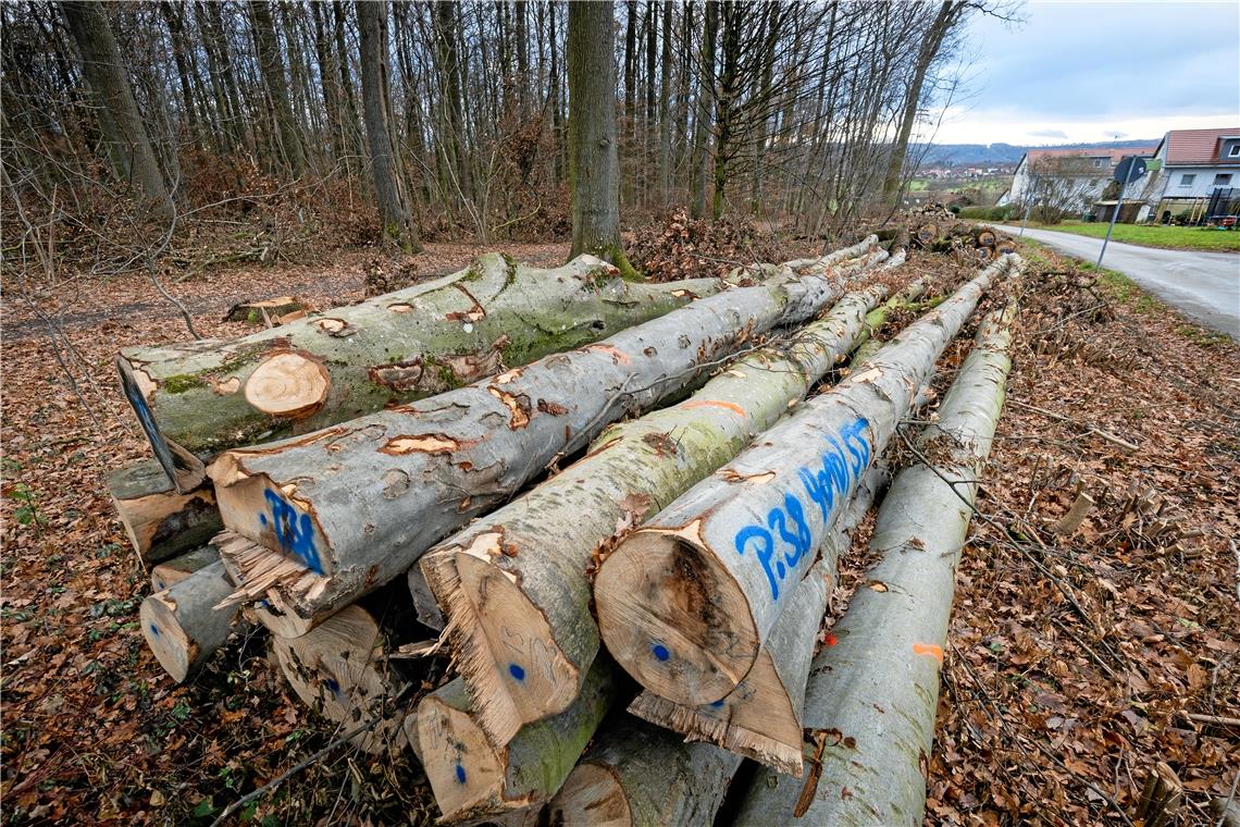 Baumfällungen im Schneckenbühl beendet