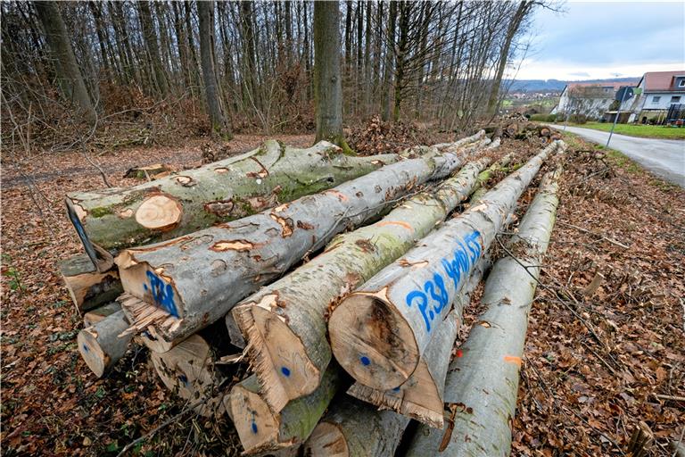 Viele Stämme wurden bereits weggefahren, der Rest soll in den nächsten Tagen folgen. Foto: A. Becher