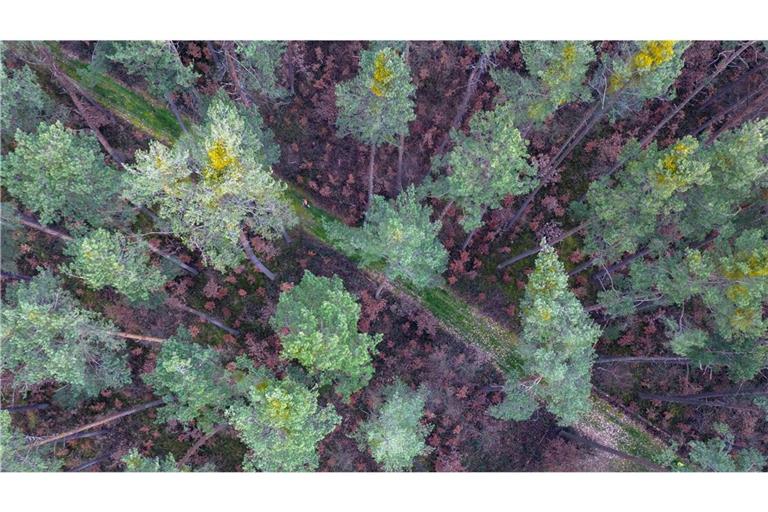 Viele vor wenigen Jahren gepflanzte Buchen stehen mit braunen Blättern in Bodennähe in einem über die nächsten zwei Jahrzehnte absterbenden Kiefernwald im bayrischen Rohr.
