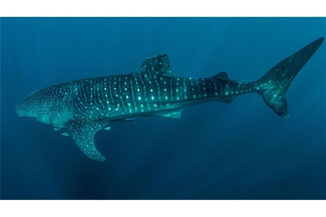 Viele Walhaie tragen Narben durch Fischerei und Tourismus Viele Walhaie weisen laut der Studie Verletzungen wie abgetrennte Flossen auf.