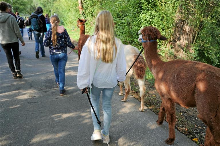 Vier Alpakas und zwölf Menschen wanderten entlang der Rems. Foto: Rems-Murr-Kliniken