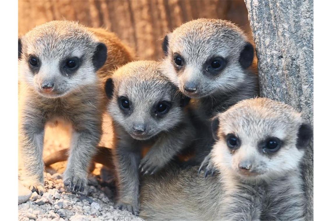 Süßer Nachwuchs bei Erdmännchen im Karlsruher Zoo