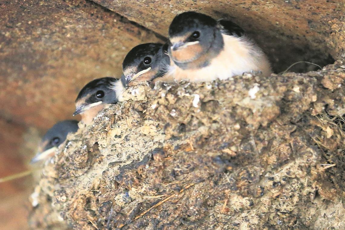 Vier Junge warten auf Futter in einem Nest im Kuhstall. Fotos: A. Becher