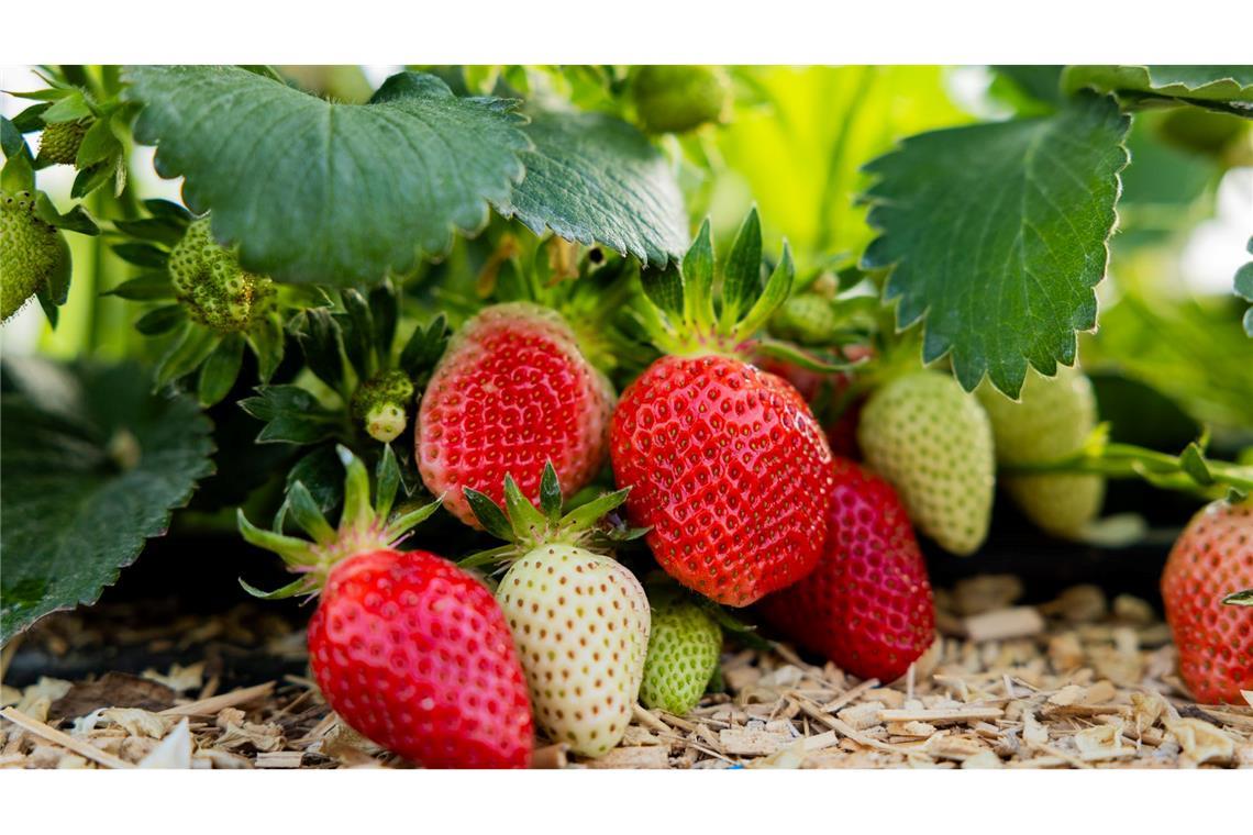 Die Erdbeere ist Deutschlands Lieblingsfrucht Vier von zehn Beeren, die in Deutschland gegessen werden, kommen auch aus Deutschland. (Archivbild)