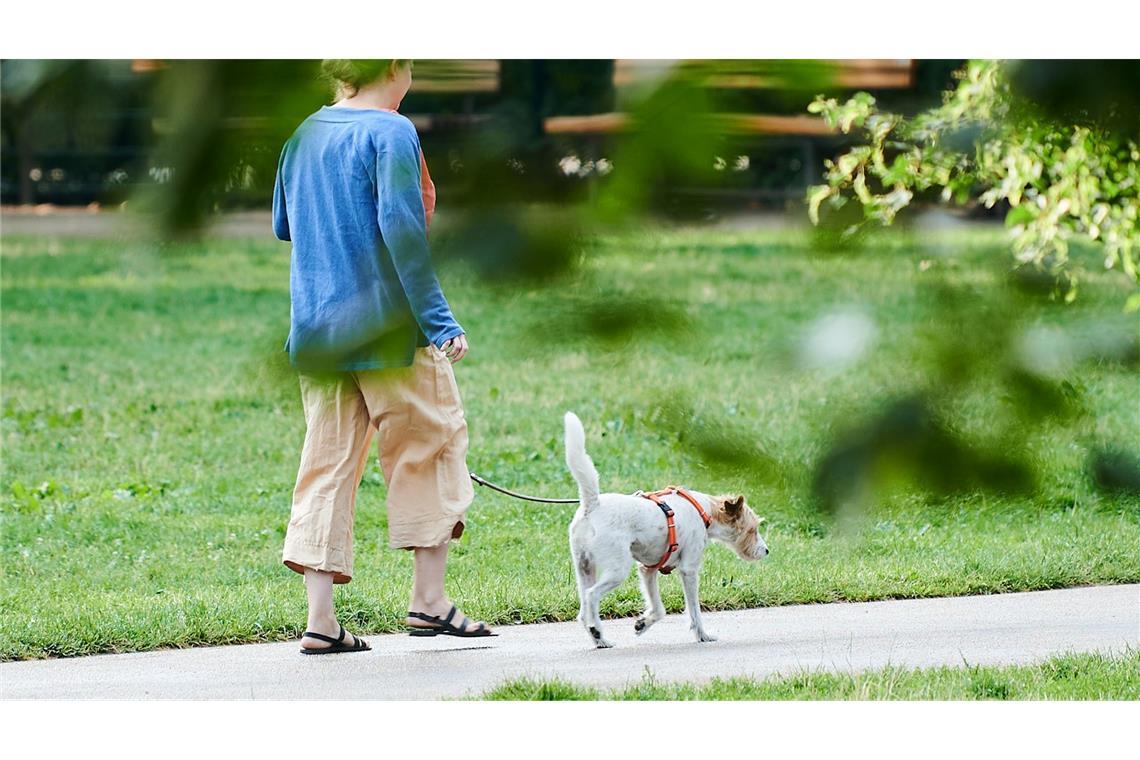 Mehr Gehen, weniger Schmerzen im Rücken Vierbeiner als Schritt-Motivator: Wer einen Hund hält, macht durch das mehrmals tägliche Gassigehen automatisch mehr Schritte. (Illustration)