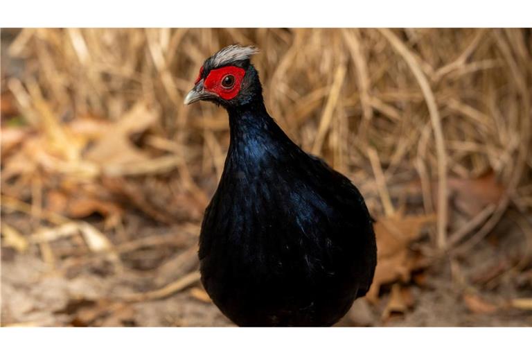 Vietnamesische Fasane gehören zu den seltensten Vogelarten der Welt.