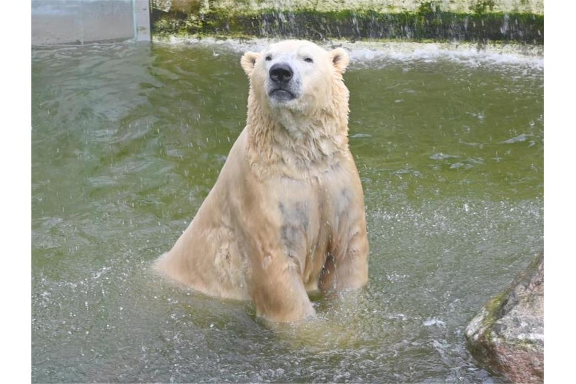 Vitus, einer von Deutschlands größten Eisbären, lebt in Neumünster. Foto: Carsten Rehder/dpa