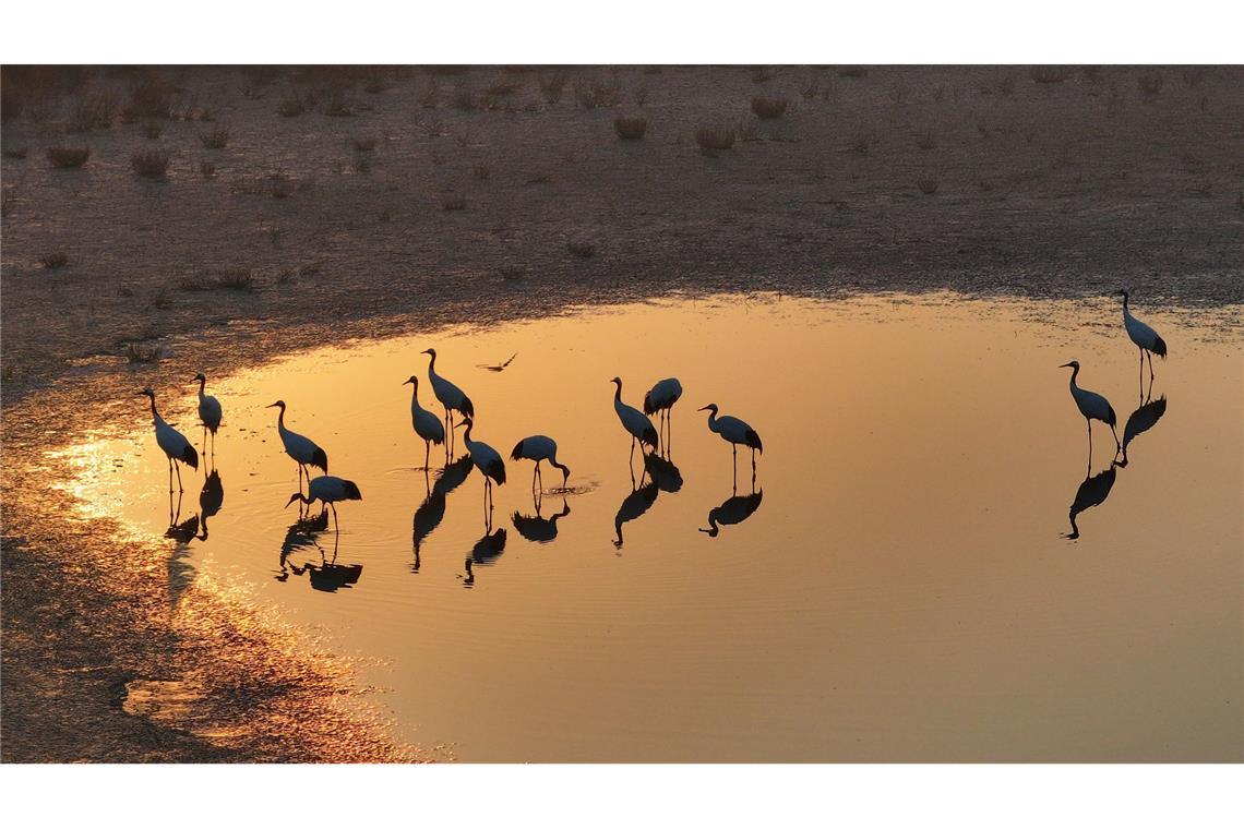 Vögel des Glücks: Kraniche stehen in der chinesischen Provinz Jiangsu und spiegeln sich im Wasser.