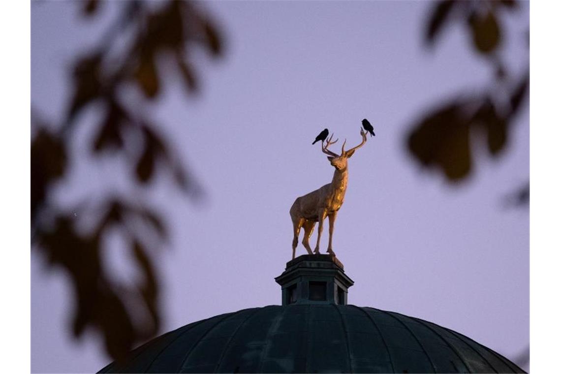 Vögel sitzen auf dem Geweih einer Hirschfigur auf dem Gebäude des Württembergischen Kunstvereins. Foto: Bernd Weißbrod/dpa/Archivbild