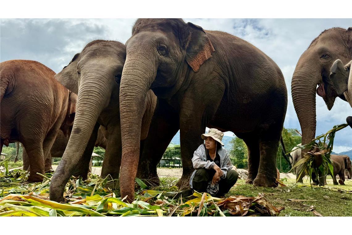 Völlig ohne Angst sitzt Lek oft unter den tonnenschweren Körpern ihrer Schützlinge.