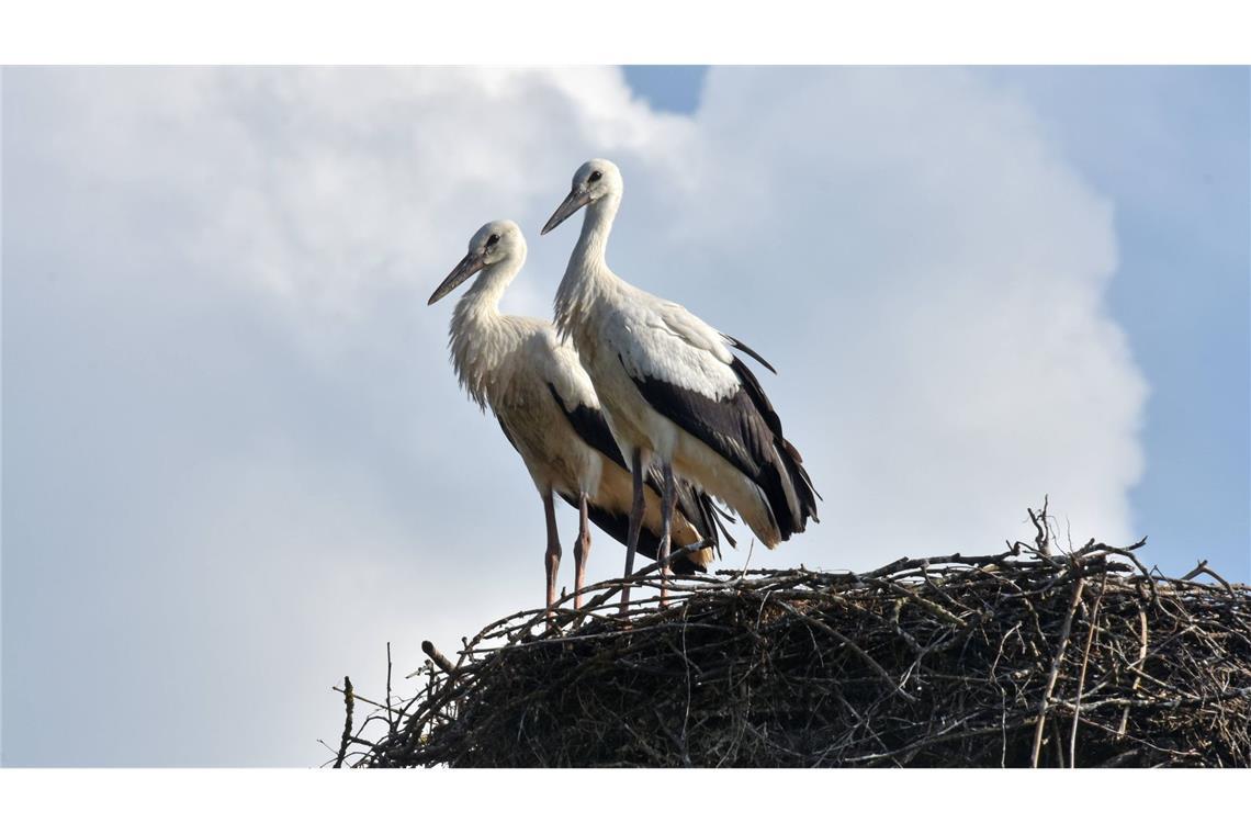 Vogelexperten bangen um die heimkehrenden Weißstörche (Symbolbild).